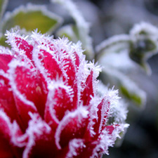 Rose Stargazer