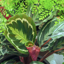 Rose Stargazer