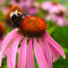 Echinacea