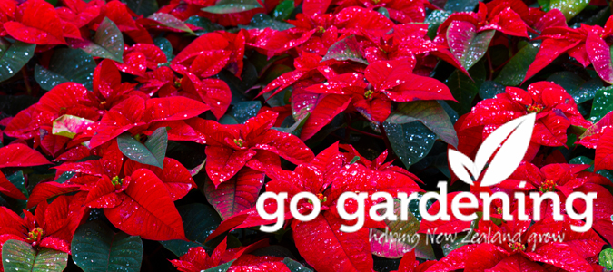 Go Gardening this December - poinsettias