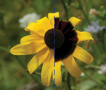 Rudbeckia hirta & what a human sees (left) & what a bee sees (right)