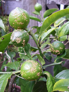 Verrucosis on lemons