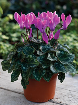 Cyclamen