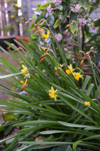 Dead head daffodils