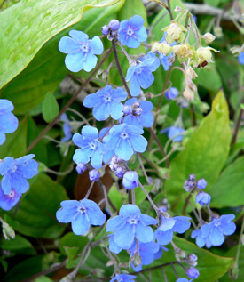 Omphalodes cappadocica