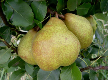 pear