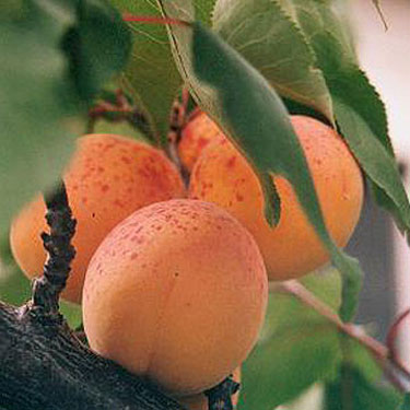 apricots