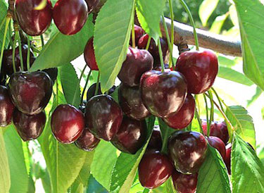 cherries