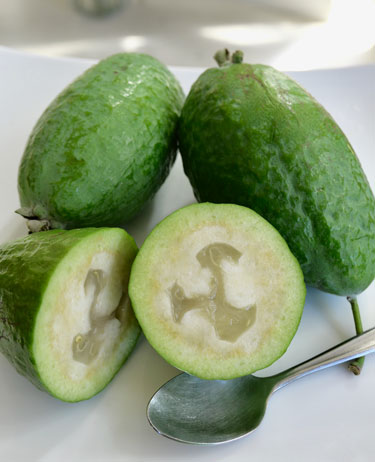 feijoa