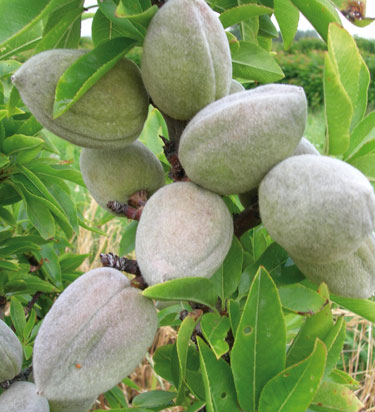 dwarf almond