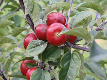 dwarf apple