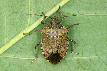 Brown Marmorated Stink Bug