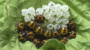 bmsb eggs nymphs