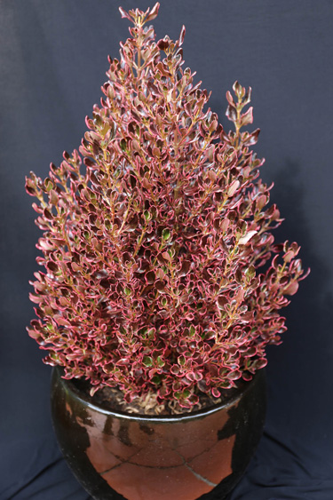 coprosma pacific sunrise