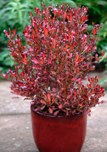 coprosma pacific sunset