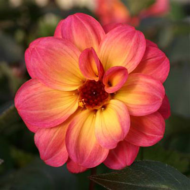 Dahlia Dreamy Fantasy