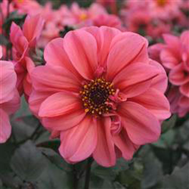 Dahlia Dreamy Inspire