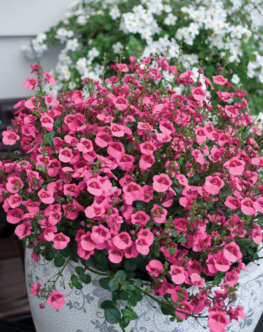 diascia pots