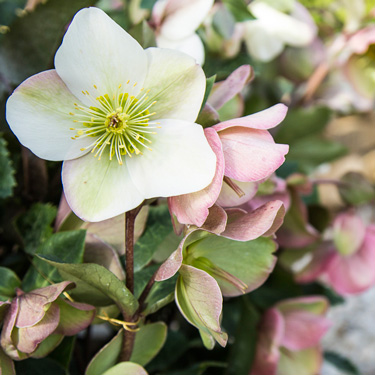 hellebore