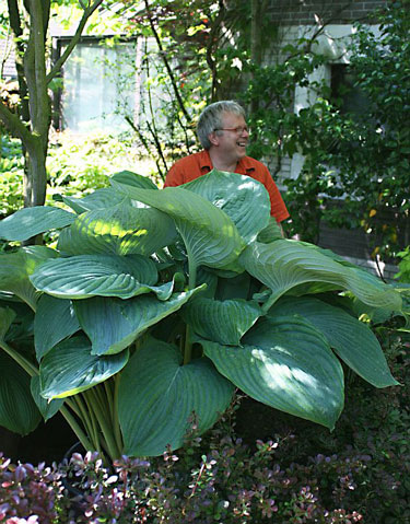 Hosta Empress Wu