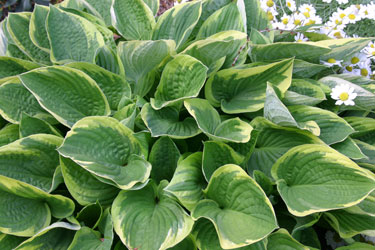 Hosta Shade Fanfare