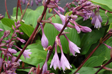 Hosta flowers