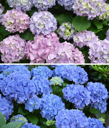 hydrangea