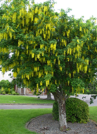 Laburnum