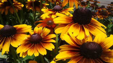 rudbeckia