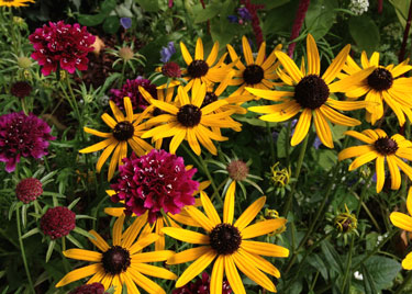 rudbeckia