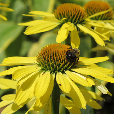 echinacea