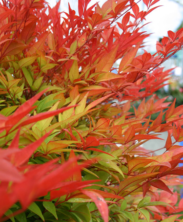 nandina