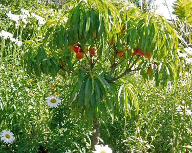 dwarf nectarine