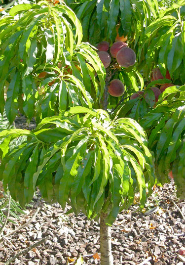 dwarf peach