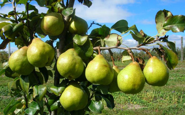 dwarf pear