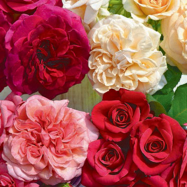 Spectacular Showpiece™ Roses! 