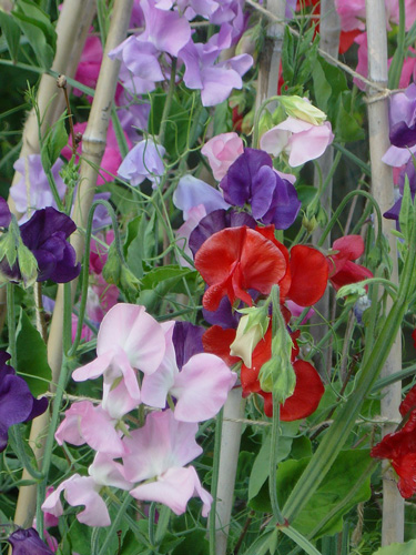 sweet peas