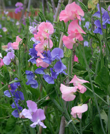 sweet peas