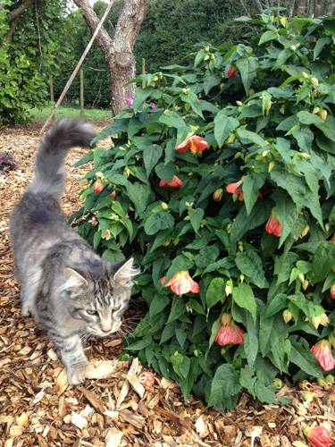 abutilon