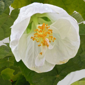 abutilon