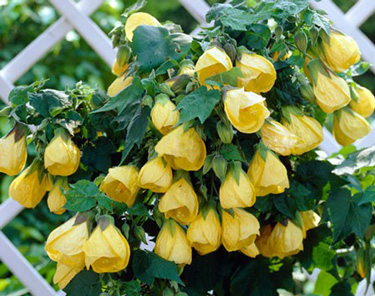 abutilon