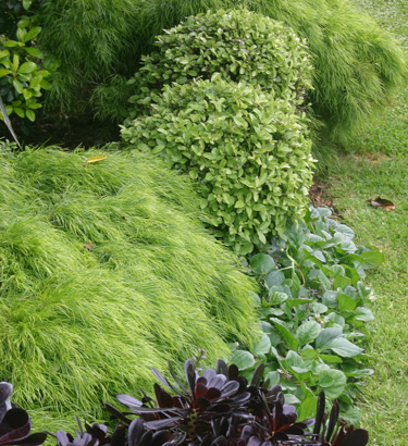 Go Gardening Helping New Zealand Grow Garden Inspiration Tips And Advice From The Expert