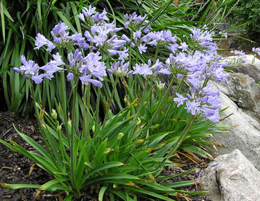 agapanthus