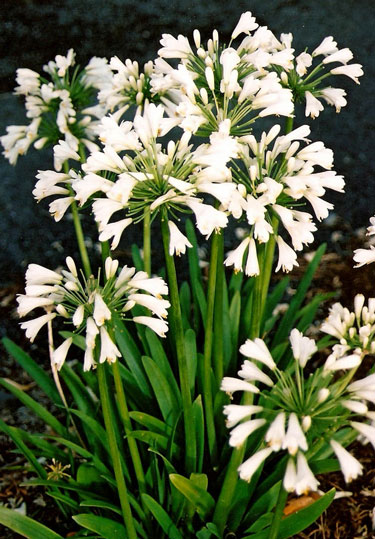 agapanthus pavlova