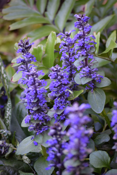 Ajuga Jungle Beauty