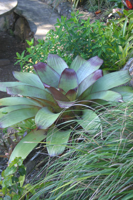 Big bromeliad, Alcantara      imperialis with native grass,    Anemanthele lessoniana