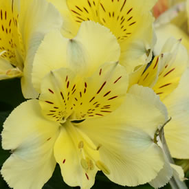 Alstroemeria Inticancha Sunlight