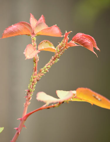 aphids