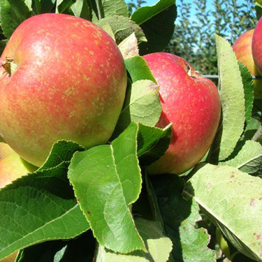 7 ways to grow apples in a small garden 
