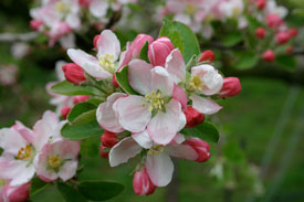 apple blossom